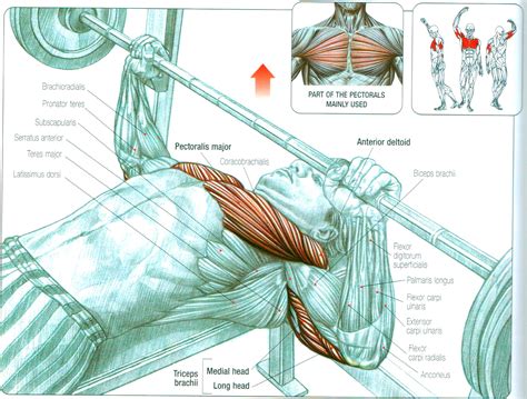 Chest anatomy images, stock photos & vectors | shutterstock. Best Chest Exercises for Developing Full Muscular Pecs ...