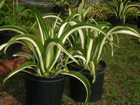 Well one of the great things here are these royal palm trees… that are close to 100 feet tall… some of the tallest in pinellas county. HeyPlantMan! Exotic Tropical Plants from St. Pete FL: Sat ...