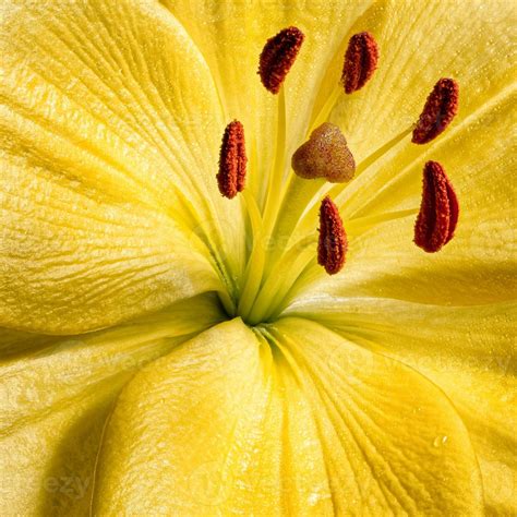 Lily Flower Close Up Photography Yellow Lily Flower Texture With