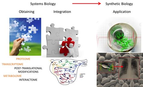 Synthetic Biology Design Of Biological Systems