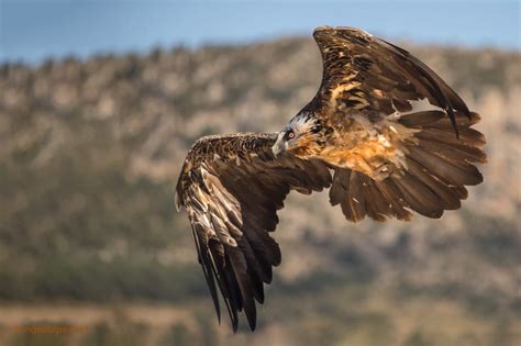 Hieronder vind je 4 betekenissen van het woord lammergier. Lammergier - Inge Duijsens Fotografie