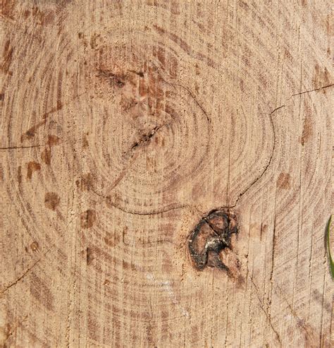 cut log tree rings wood background wooden texture