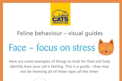 Feline Behaviour Explained Recognising Stress In Your Cats Face