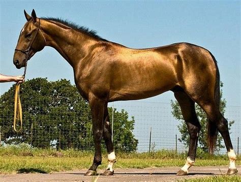 Top 10 The Prettiest Horse In The World 1 Top 20 Most Beautiful Horses