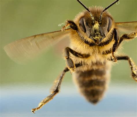 Flight Of The Honey Bee Having Taken A Few Shots Of Aquati Flickr