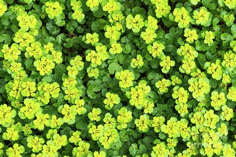 Forest Ground Cover Yellow Flowers Photograph By Les Palenik Pixels