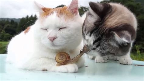 Zen Cat Is Super Chill Youtube
