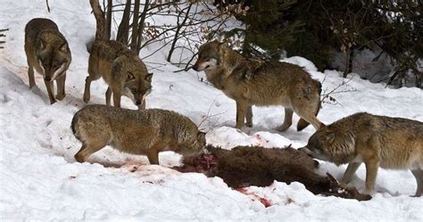 Radioactive Wolves From Chernobyl