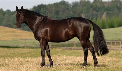 Holsteiner Horse Breed Profile History Height And Temperament