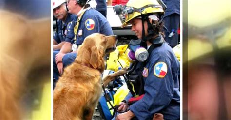 Last Search And Rescue Dog From 911 Has Died Cbs News