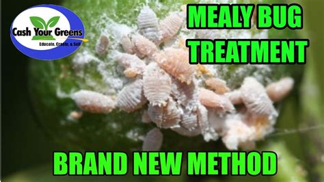 Treating Mealybug Infestation How To Get Rid Of Mealybugs All Natural