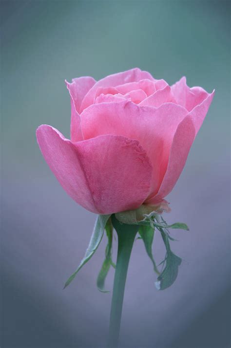 Pink Rose Photograph By Angie Vogel Fine Art America