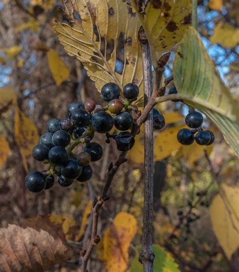 Riverbank Grape Through The Seasons Miles Hearn