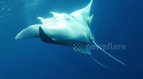 Unique Footage Shows Rare Manta Ray Mating Dance In Caribbean Buy