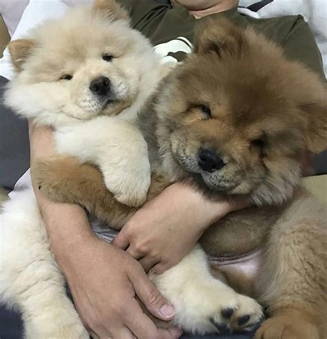 Fluffy Baby Animals