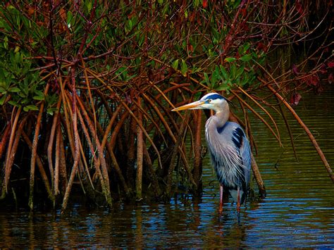 Great Blue Heron Wading Among Mangroves Photograph By Susan Duda Pixels