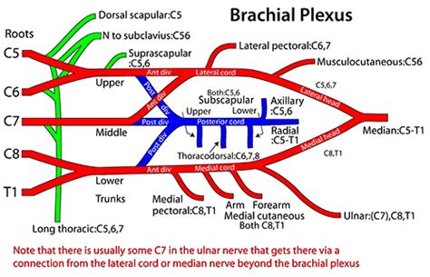 Instant Anatomy Upper Limb Areasorgans Axilla Brachial Plexus