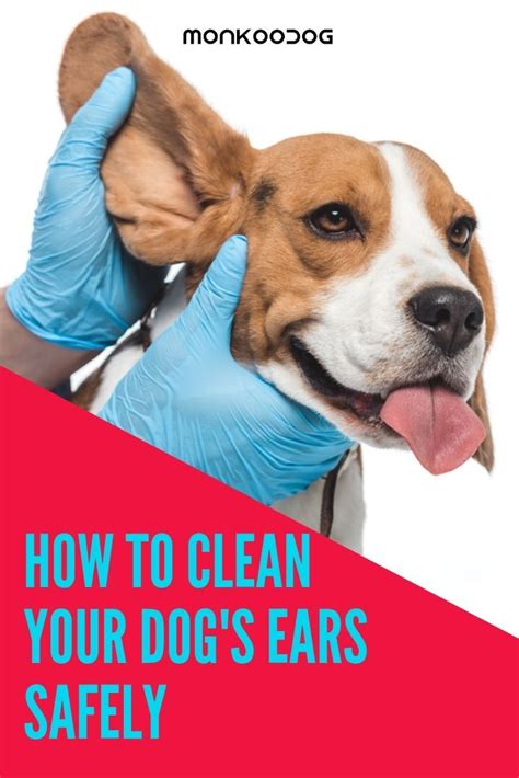 How To Clean Your Dogs Ears Safely Dogs Ears Infection Smart Dog Dogs