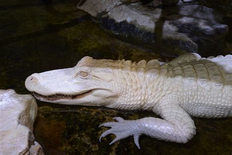 Alligator Albinos Aquarium Tropical