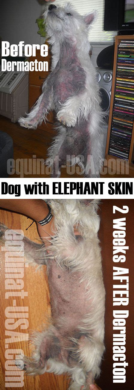 Westie Dog With Elephant Skin Healing With Petnat Dermacton Itchy