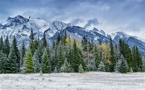 Fond Décran Forêt Montagnes Herbe Ciel Neige Hiver épicéa Col