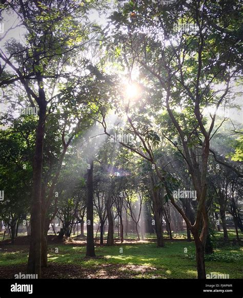 Sunbeam Through Trees In Park Stock Photo Alamy