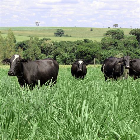 Pastures For Africa Agrifoodsainfo
