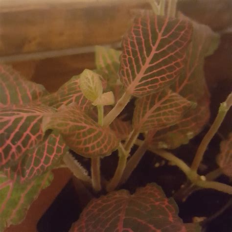 Fittonia Argyroneura Red Anne Nerve Plant Red Anne In Gardentags