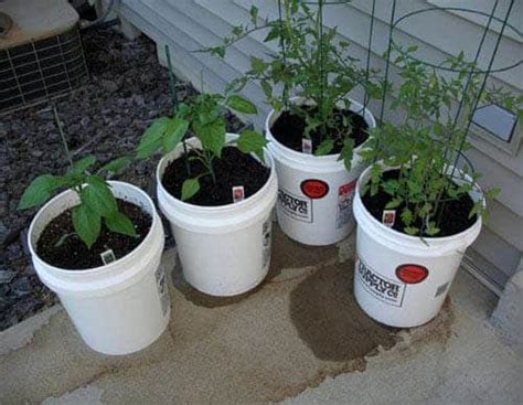 5 Gallon Bucket Garden Simple And Cheap Way To Grow Vegetables Green