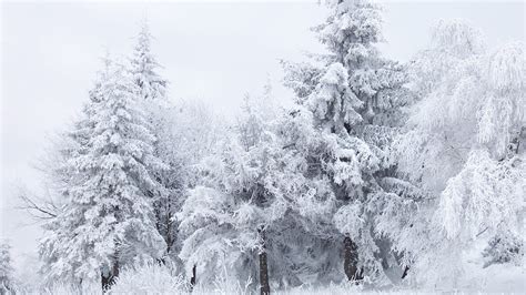 Snowy Trees Wallpaper 6889493