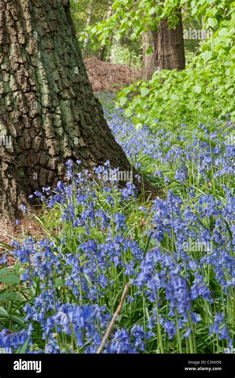 Common Bluebells In Woodland Clumber Hi Res Stock Photography And
