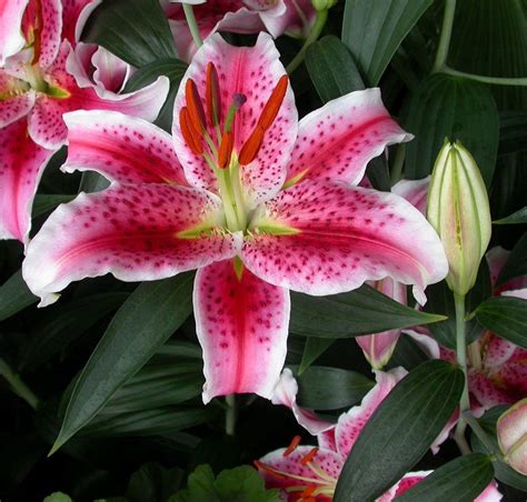 Cheap Stargazer Lily Bulbs Find Stargazer Lily Bulbs Deals On Line At