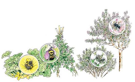 Maybe you would like to learn more about one of these? How to Attract Native Bees to Your Organic Garden ...