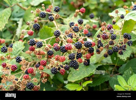 Brambles Leaves Hi Res Stock Photography And Images Alamy