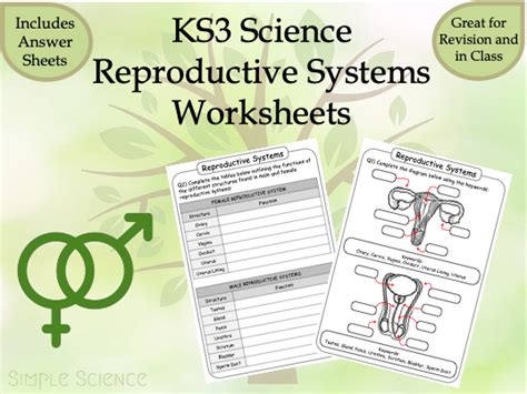Reproductive Systems Ks3 Science Biology Worksheets Teaching