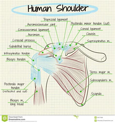 Shoulder muscle anatomy shoulder muscles anatomy organs human anatomy and physiology muscle diagram bicep tendonitis musculoskeletal system yoga anatomy shoulder injuries. Anatomy Of The Human Shoulder Detail Stock Vector ...