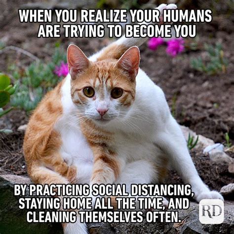 Funny Cat Memes Thaty Are Clean Williams Litis1955