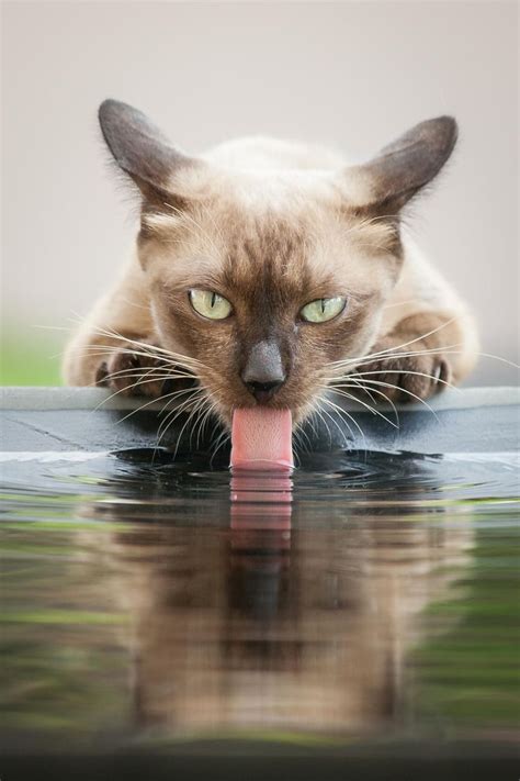 179 Best Images About I Love Burmese Cats On Pinterest