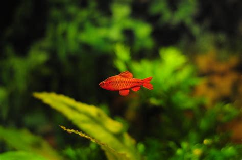 What are good tank mates for ember tetras? 10 Ember Tetra Tank Mates You Need To Know About You Won't ...