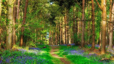 Beautiful Forest Wallpapers Top Free Beautiful Forest Backgrounds