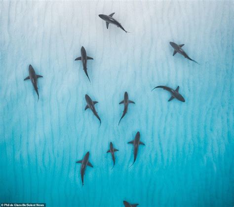Shark Pictures Ocean Pictures Beautiful Sea Creatures Most Beautiful