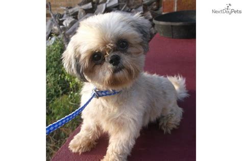 I strive for perfection in every puppy produced. Shih Tzu puppy for adoption near Springfield, Missouri ...