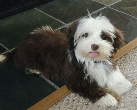 Puppies are priced according to there size, color, and pedigree. Havanese Puppies For Sale In Ohio - petfinder