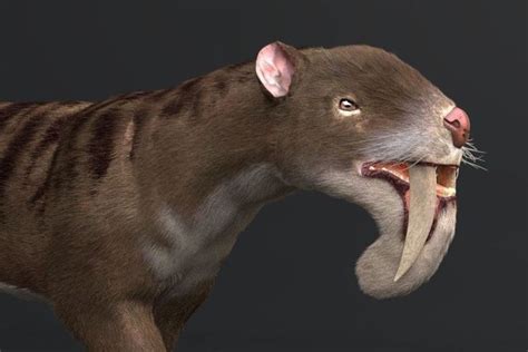 Why Did This Ancient Marsupial Have Saber Teeth Marsupial