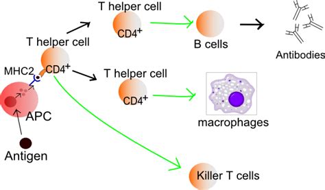 How Do B Cells Depend On T Cells Socratic