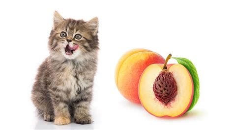Discover can cats eat yogurt, its benefits and some important facts about feeding it to them. Can Cats Eat Peaches? Safe or Not? Best Advice