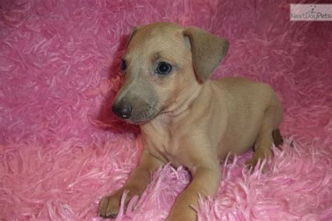 Italian Greyhound Puppy For Sale Near Springfield Missouri 8a9941df