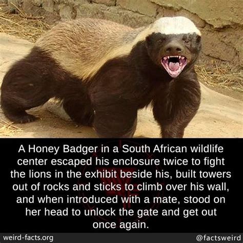 Pin By Suzette Parker On 7 Animals Honey Badger Funny Animal Memes