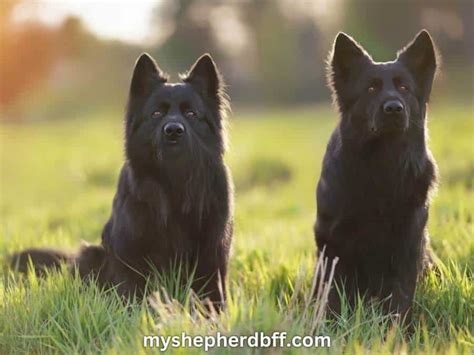 Black German Shepherd A Closer Look At This Remarkable Breed