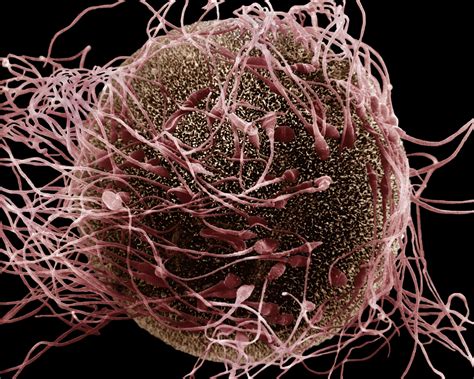 Fertilization Sperm Fertility Cell Model